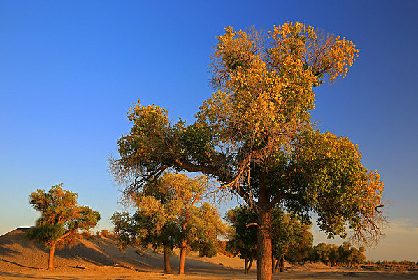 ɳ̲�ϵĺ�����