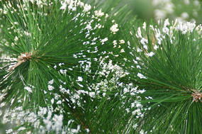  ʥ��װ��Ʒʥ������������дͼƬ