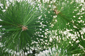  ʥ��װ��Ʒʥ����������ͼƬ