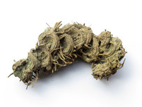 ��ҩ�˽���