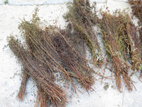 ��ҩ�Ķ�Ҷ��