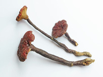 ��ҩ��Ұ����֥