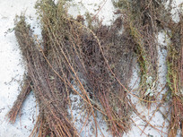 ��ҩ��Ҷ��