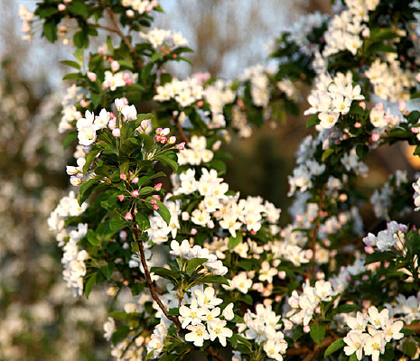 ʢ���ĺ��Ļ�