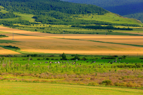 ��Ұɭ���������