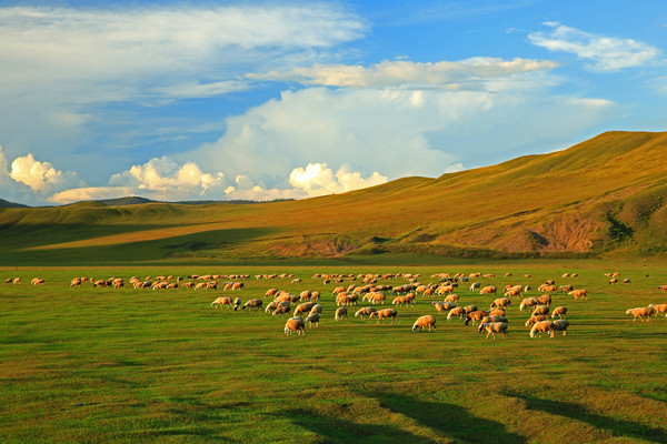 ���ױ�����ԭ������Ⱥ