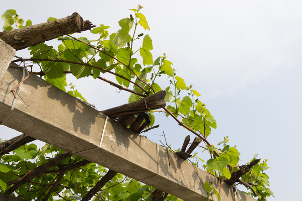 �����µ����Ѽ�