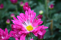 ���õķ�ɫ�ջ�