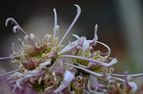 ���õķ�ɫ�ջ�ͼƬ