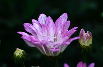 ���õķ�ɫ�ջ�ͼƬ