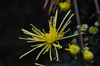 ���õĻ�ɫ�ջ�����ͼƬ