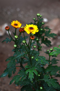 ���õĽ�ջ��Ƕ�ͼƬ