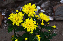 ���õľջ�ͼƬ