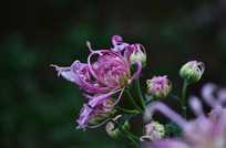 �ۺ�ɫ�ľջ�