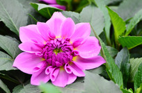 ��ɫ�ջ�������дͼƬ