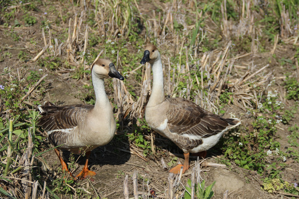 ����������̬��