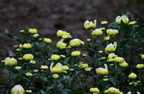 �����ľջ�����ͼƬ