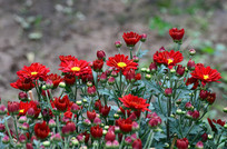 ��ɫ�ջ�����ͼƬ