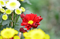 ��ɫ�ջ���дͼƬ