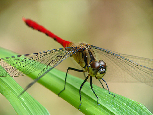 ��Ҷ�ϵ���ü����