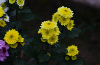 ��ɫ�ľջ�����ͼƬ