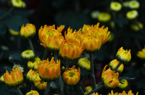 ����ʻ�ͼƬ