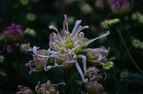 �ջ�������дͼƬ