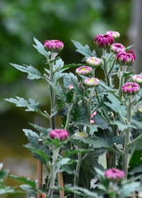 �ջ����Ƕ�ͼƬ