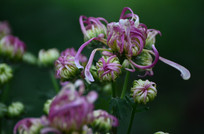 �ջ��ʻ���дͼƬ