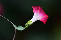 ���Ȼ���дͼƬ