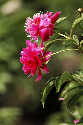 ��ֻ�ۺ�ɫ����