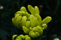 ����ɫ�ľջ�