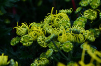 ����ɫ�ľջ�����ͼƬ