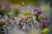 ʢ���ľջ�������дͼƬ