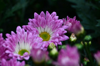 ���޵ķ�ɫ�ջ�