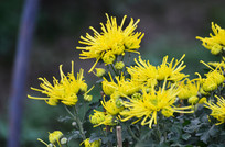 ���޵ľջ�����ͼƬ