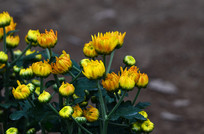 С��ջ���ͼƬ