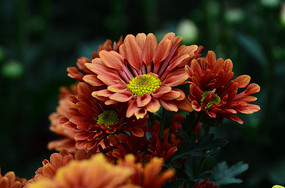 �������õľջ�