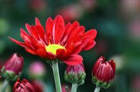 һ����õĺ�ɫ�ջ�