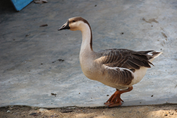 һ֧��̬�󹫶�