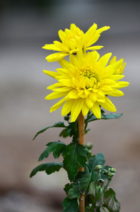 һ���ɫ�ջ�