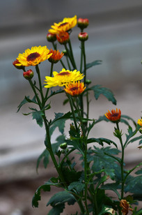 һ���ջ���ͼƬ