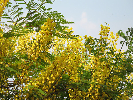 ����ֲ����ʵ