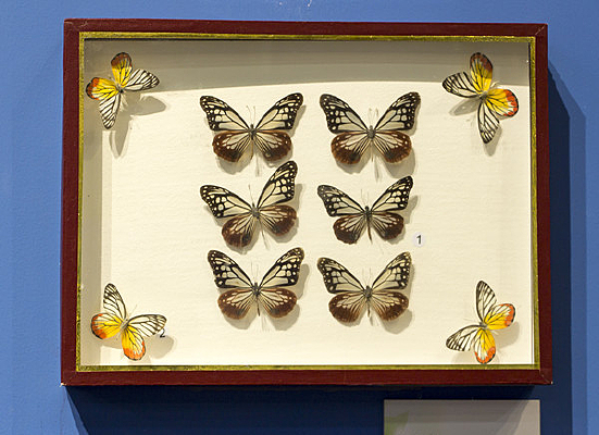 ���ߵ�����Խ�߷۵�