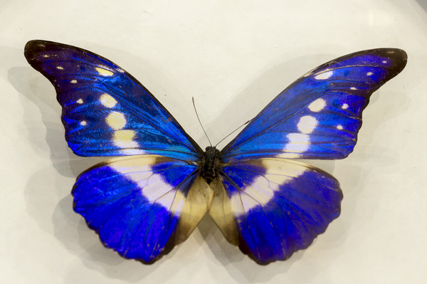 ����Ů�����