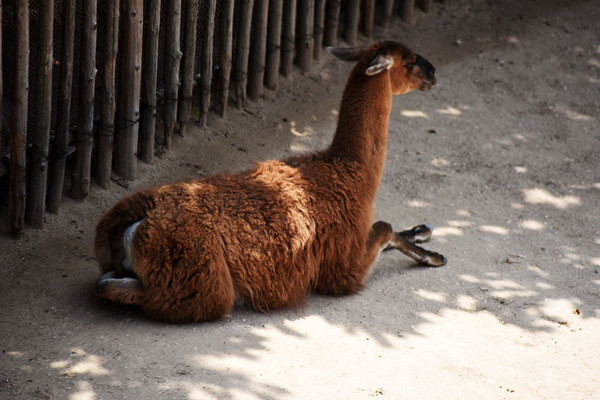 ��ɫ����