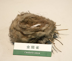 ȸ