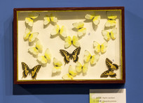 ������Ǩ�۵�