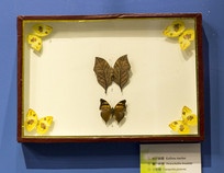 ��Ҷ�̵��ʹ�Ҷ�̵���Ǩ�۵�