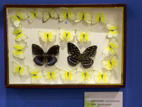 �����ڽ����̵���Ǩ�۵�